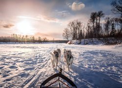 Siberian husky w zimowym zaprzęgu