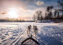 Zima, Psy, Siberian husky, Zaprzęg