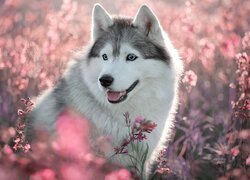 Siberian husky wśród różowych kwiatów