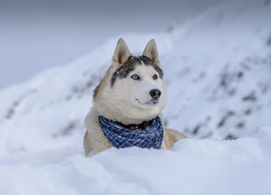 Siberian Husky, Chustka, Zima, Góry