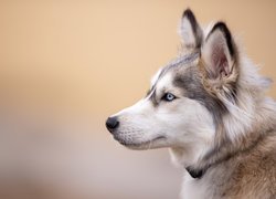 Siberian husky z profilu