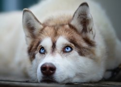 Leżący, Pies, Siberian husky