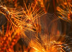 Sieć pajęcza rozpostarta na roślinach