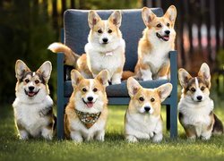 Siedem psów welsh corgi cardigan
