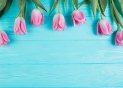 Siedem różowych tulipanów