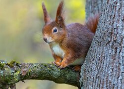 Siedząca wiewiórka na konarze drzewa