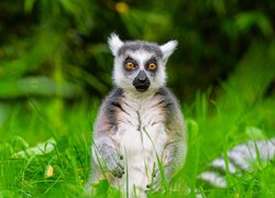 Lemur, Siedzący