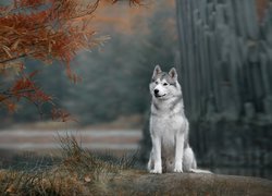 Pies, Siberian husky, Drzewo, Gałęzie