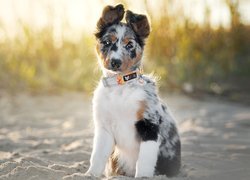 Siedzący, Szczeniak, Border collie