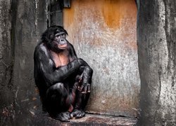 Siedzący szympans