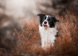 Border collie, Trawa, Język