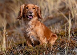 Siedzący working cocker spaniel