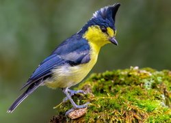 Żółto-niebieski, Ptak, Sikora żółtogardła, Mech