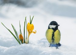 Sikorka na śniegu obok krokusów