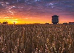 Pole, Zboże, Drzewa, Zachód słońca, Chmury, Silos