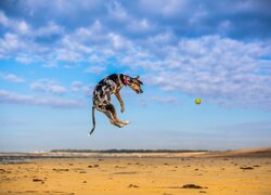 Skaczący pies za piłką