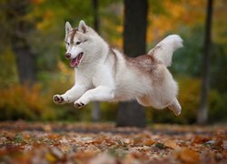 Skaczący, Pies, Siberian husky