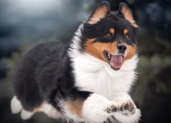 Skaczący welsh corgi pembroke