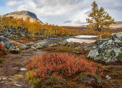 Jesień, Góra, Skały, Żółte, Drzewa, Kolorowe, Rośliny, Laponia, Finlandia