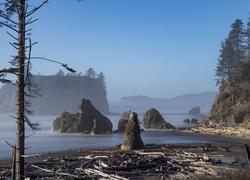 Stany Zjednoczone, Stan Waszyngton, Park Narodowy Olympic, Ruby Beach, Wybrzeże, Skały, Drzewa