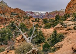 Stany Zjednoczone, Utah, Park Narodowy Zion, Góry, Skały