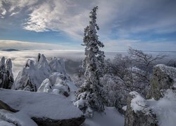 Skały i drzewa w śniegu