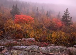 Skały i kolorowe jesienne krzewy na tle mgły nad lasem