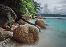 Skały i palmy nad brzegiem oceanu