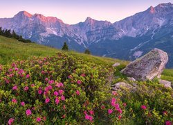 Skały i różaneczniki na łące z widokiem na góry