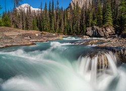 Góry, Drzewa, Świerki, Rzeka, Kicking Horse River, Skały, Park Narodowy Yoho, Kolumbia Brytyjska, Kanada