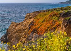Morze, Skały, Rośliny, Kwiaty, Park Stanowy Garrapata, Kalifornia, Stany Zjednoczone