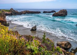 Morze, Skały, Kwiaty, Wybrzeże, Big Sur, Kalifornia, Stany Zjednoczone