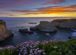 Morze, Ocean Spokojny, Wybrzeże, Skały, Kwiaty, Zachód słońca, Davenport, Hrabstwo Santa Cruz, Kalifornia, Stany Zjednoczone