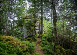 Niemcy, Park Narodowy, Las Bawarski, Dróżka, Mech