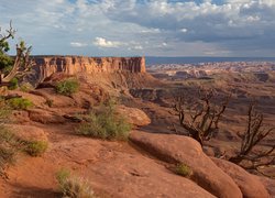 Kanion, Park Narodowy Canyonlands, Rośliny, Stan Utah, Stany Zjednoczone