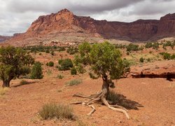 Góry, Skały, Park Narodowy Capitol Reef, Drzewa, Utah, Stany Zjednoczone