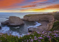 Morze, Ocean Spokojny, Wybrzeże, Skały, Kwiaty, Zachód słońca, Plaża Shark Fin Cove, Davenport, Hrabstwo Santa Cruz, Kalifornia, Stany Zjednoczone