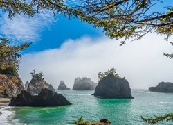 Stany Zjednoczone, Oregon, Plaża, Secret Beach, Morze, Skały, Drzewa, Gałęzie, Mgła, Wybrzeże