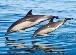 Skok delfinów do wody