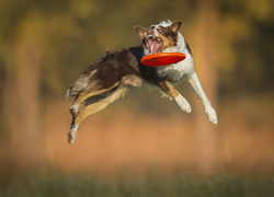 Border Collie, Skok, Frisbee