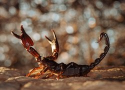 Skorpion w pozycji obronnej