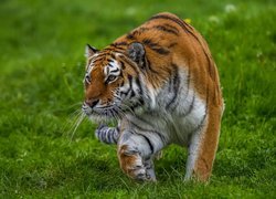 Skradający się tygrys
