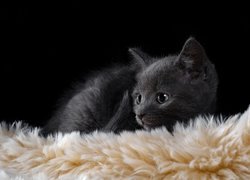 Skulony czarny kotek