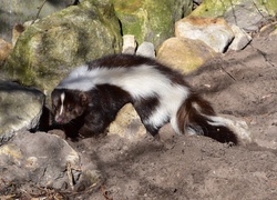 Skunks, Głazy, Kamienie