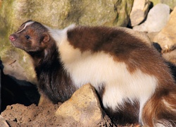 Skunks spaceruje po skałach