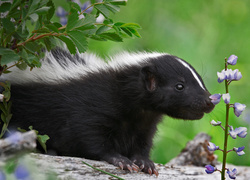 Skunks, Kwiaty