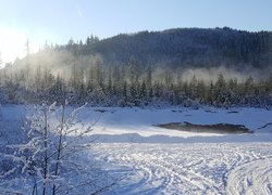 Ślady na śniegu i ośnieżony las w porannej mgle