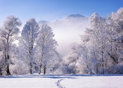 Ślady na śniegu na tle drzew i zamglonych gór