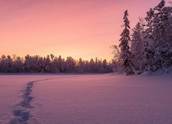 Zima, Śnieg, Las, Drzewa, Zachód słońca, Ślady