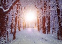 Ślady na śniegu pod ośnieżonymi drzewami w słonecznym blasku